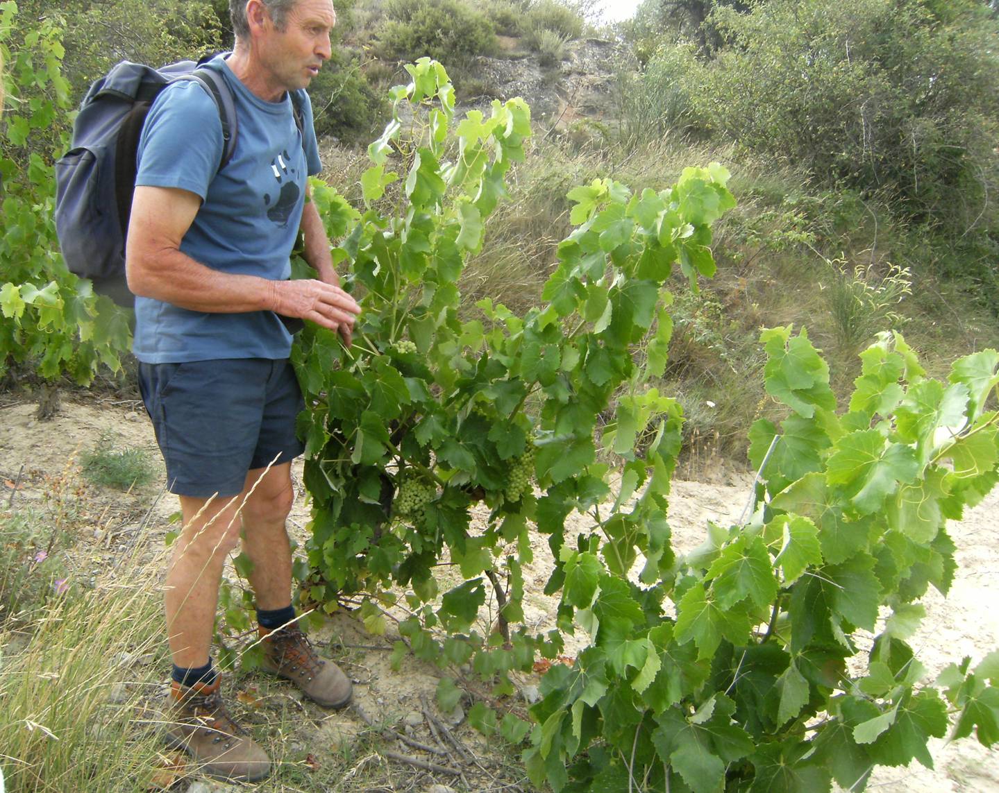 Rutas entre viñedos de Sendas y Cimas