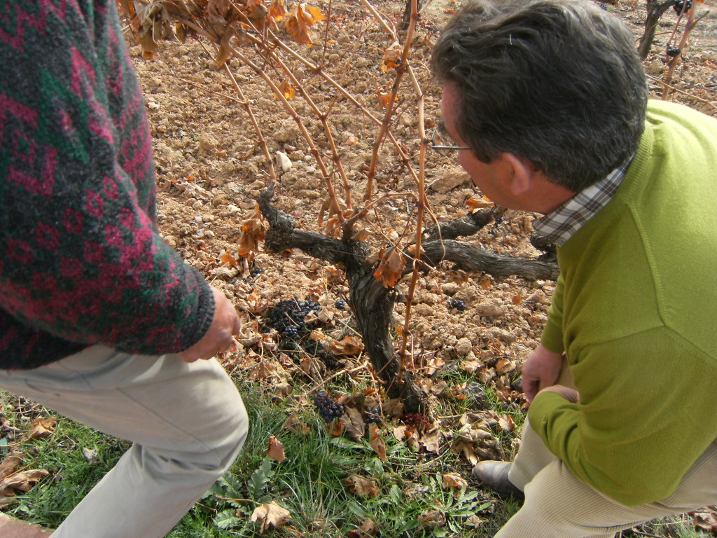 Observing a strain in the vineyard